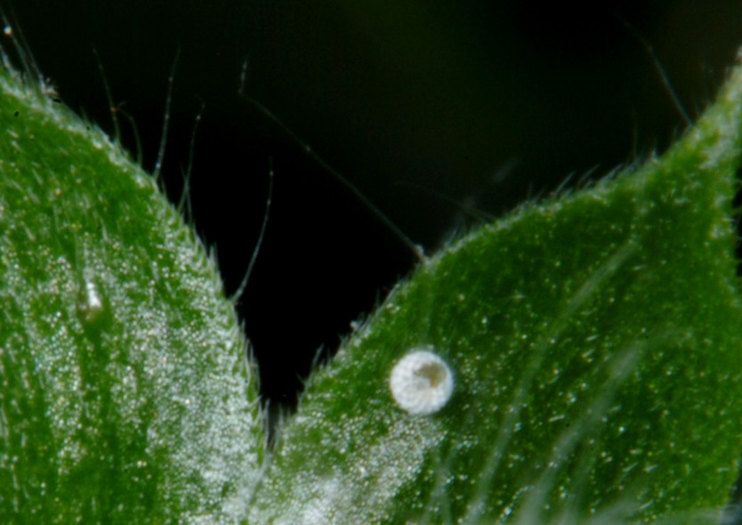 Ancora Cacyreus marshalli